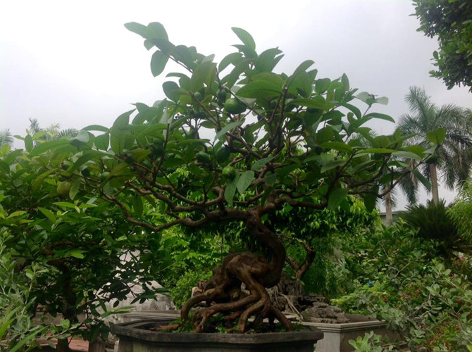 Ngắm ổi bonsai dáng thế siêu đẹp chơi Tết 2018